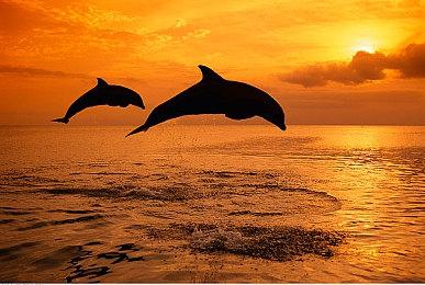 宝可梦公司确认参加2024年科隆游戏展